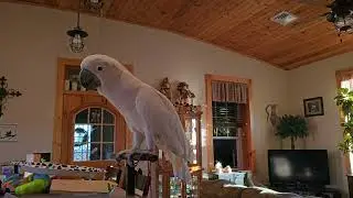 A Cockatoo & Eggs 🥚 🪺 😋