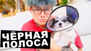 ТРИ СТРАШНЫЕ ИСТОРИИ СЛУЧИЛИСЬ С МОЕЙ СОБАКОЙ ЗА МЕСЯЦ
