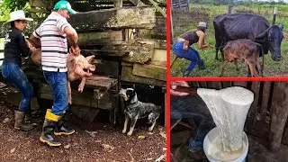 ROUTINE ON THE FARM! We milked the pig and made cheese.
