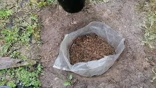 Посадка голубицы.