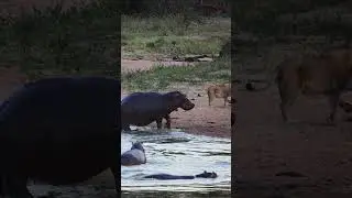 Angry hippo charges lion drinking her home 🤣