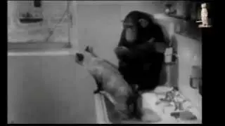 Как обезьяна помыла кота! Нереально смешно!