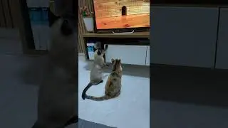Gatos assisto vídeo de rato no Youtube #shorts