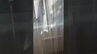 Южный Ласточка видео 3