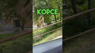 Vyjede Tesla do kopce ? #tesla #elektromobil #kopec