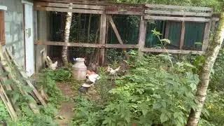 Индюшка путешествинница знакомится с курами - 01.07.2021