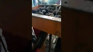 Сортировка картофеля