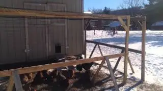 Increasing laying chicken egg production winter