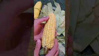 how to make sweet corn 🌽 🌽 🌽 amazing/#shorts
