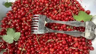 How to harvest currants. Как собрать смородину.