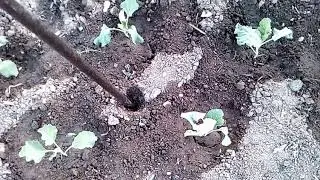 Супер инструмент для посадки рассады томатов, перцев, капусты, тыквы, кабачков, огурцов, клубники.