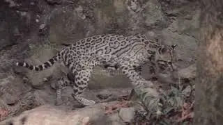⭐Wild acelot⭐
