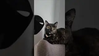 Кот Супергерой 🐱