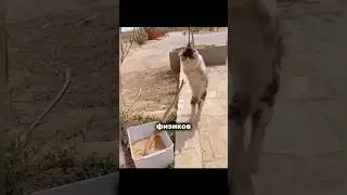 Why do cats react so quickly?