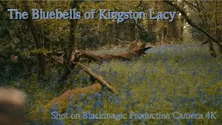 Bluebells of Kingston Lacy - Blackmagic Production Camera 4K.