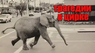 5 ужасных цирковых трагедий