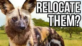 5 Reasons Why We Don't Relocate Endangered Species