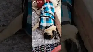 mojj kr di 