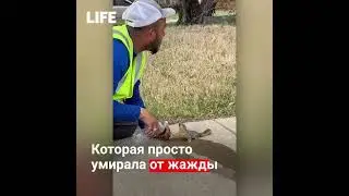 Суровый парень спас крошечную белочку
