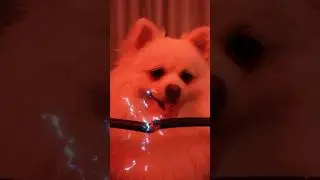 Nico: I curse my mother!#nico #dog #funny #smartnico #cute
