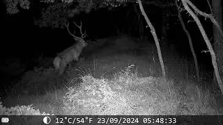 Bramiti 🦌 - Cervus elaphus #fototrappolaggio #cervo #trailcamera #coolife