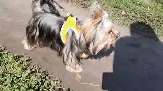 ЙОРК Нита гуляет 9 месяцев😍/YORK Nita has been walking for 9 months😍