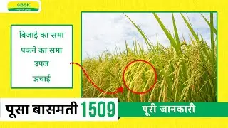 पूसा बासमती1509 विवरण | चावल के बीज | बासमती चावल की किस्म | शीर्ष धान | उच्च उपज वाले चावल की किस्म