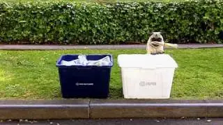 GREEN PUG RECYCLES! and changes lightbulb, carpools...