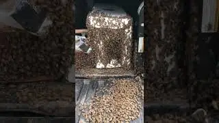 Bees On Board