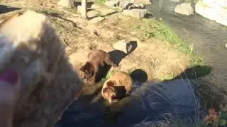 Bear   awesome reaction #shorts #bear #brownbear #bread