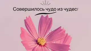 Совершилось чудо из чудес!