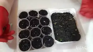 Брусника из семян😢 это слезы #брусникаизсемян