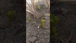 Проснулась маракуйя северная