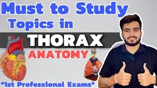 Must to Study Topics in Thorax Anatomy | 1st Year Professional Exams