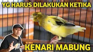 EASY WAY TO TREAT CANARIES LOSS OF HAIR | Moult FOLLOW THIS WAY