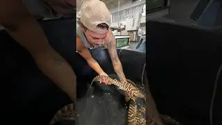 The RARE Zebra Sharks arrived🤯🦈 #shark #unboxing #fish