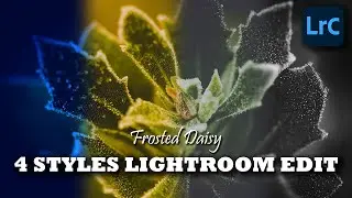 Frosted Daisy 4 Styles | Lightroom Edit