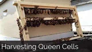 Harvesting Queen Cells