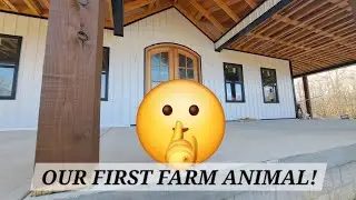 Bringing home the first animal for the Farm!! 
