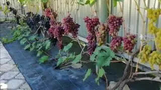 Байконур,Надежда АЗОС, Хуторок 3 сентября 2021г.