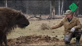 Животных дел мастер: Крупные, рогатые, дикие