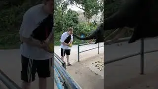 Даня Кашин и слон(два слона)