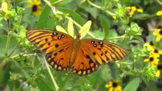 Gulf Fritillary Nectaring
