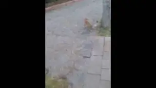 Kediyle Fare mücadelesi muhakkak izlenmeli gülme garatili