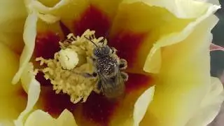 Cute Bee Dozed Off While Pollinating My Cactus Flower