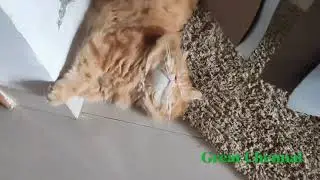 Persian cats 