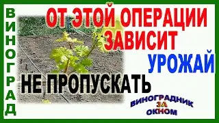 🍇 Обязательно! Первая зеленая обломка винограда. Формируем  и нормируем кусты винограда.