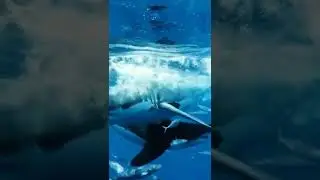 king of ocean