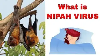 What is Nipah Virus ? Outbreak in India - May 2018 ?