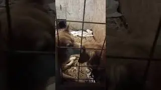 Маленькие ласковые пушистики    